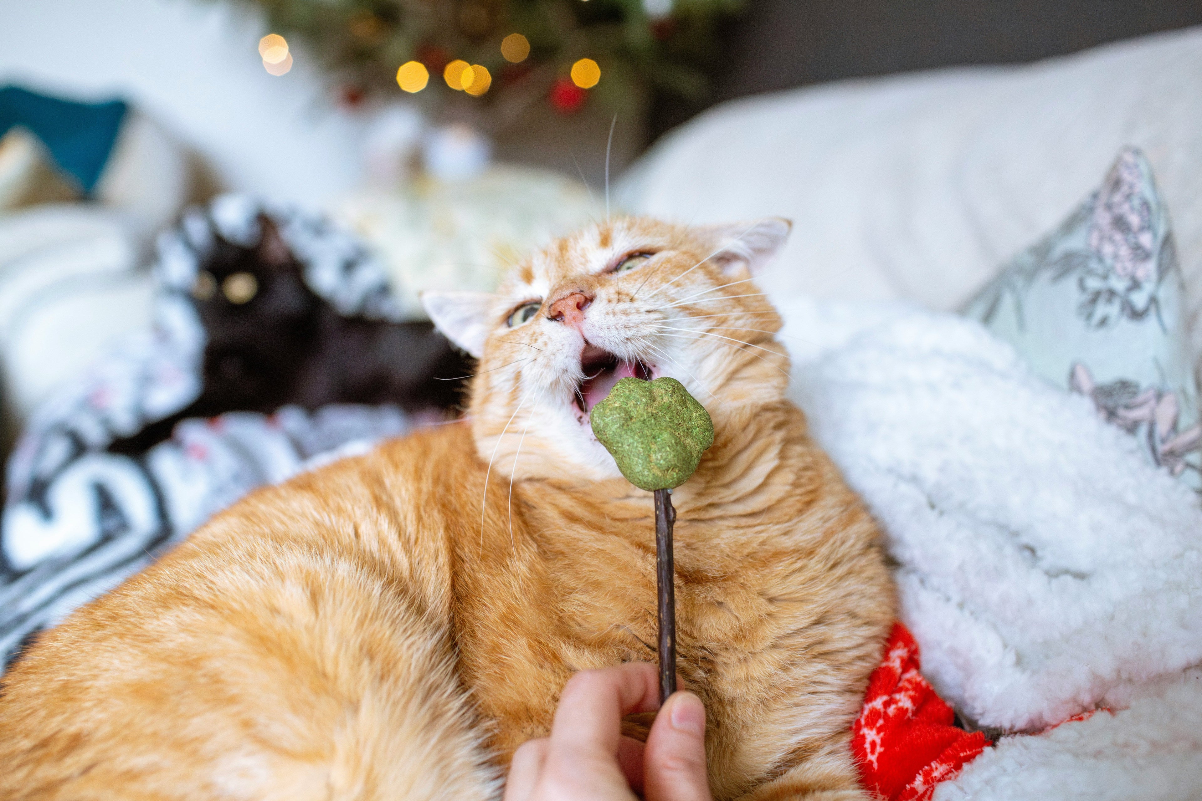 Cat Food & Treats