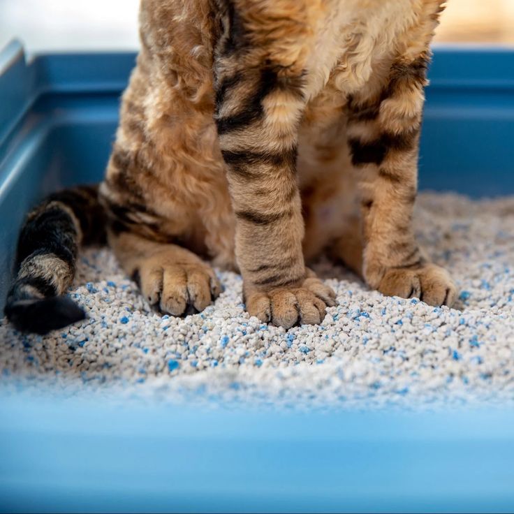 Litter & Hygiene
