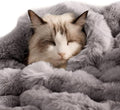 SOMAHE Self-Warming Cat Blanket, Dual-Side Plush Sherpa Throw with Anti-Static, Snuggle Mat for Kittens & Cats, Cozy Bed Topper for Windowsills & Couches, Machine Washable & Dryable, 21x18 Inch Gray