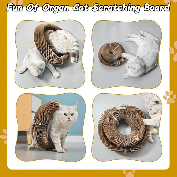 Cat Ball Adventure The Ultimate Interactive Mental & Physical Exercise for Indoor Cats