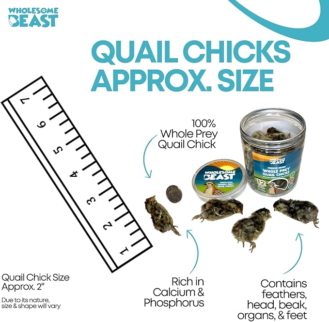 Freeze Dried Whole Prey Quail Chicks for Cats, Dogs, & Ferrets- Whole Feathered Quail Treats for Dogs- Single Ingredient- 12 Count