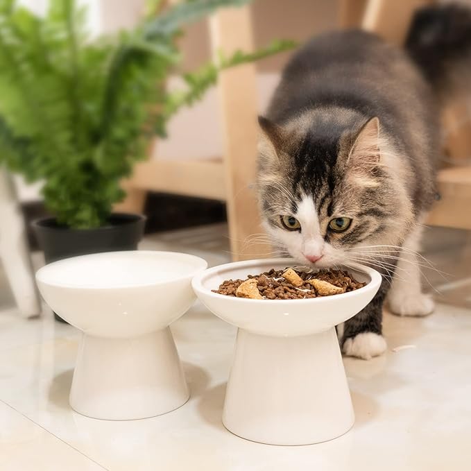 Extra Wide Elevated Ceramic Cat Water Bowl - 6.2" Deeper Dish for Whisker Fatigue Relief, 5" Height for Easy Feeding, Lead & Cadmium Free, Durable Raised Cat Bowls, White
