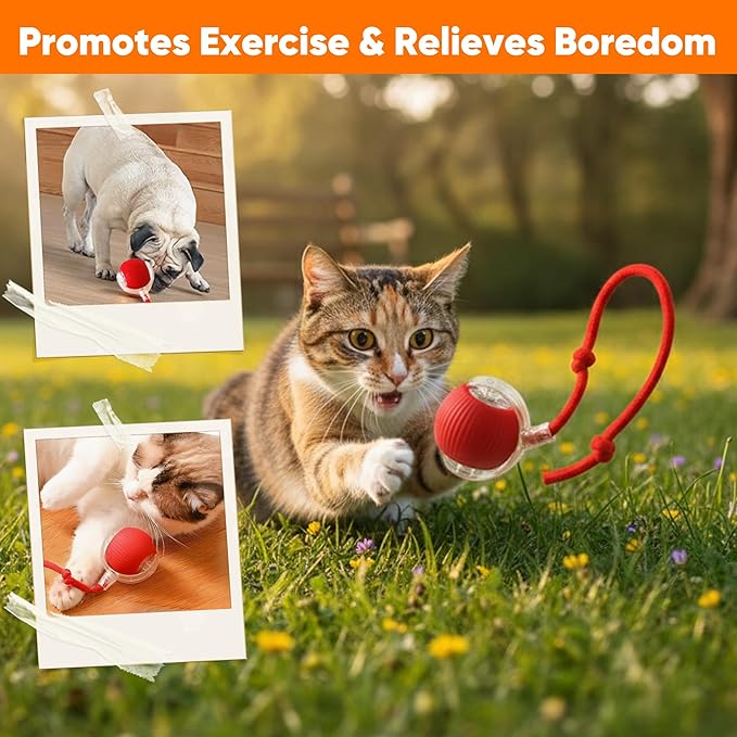 Smart Automatic Rolling Pet Ball, Interactive Electric Toy with Smart Sensor & Auto-Dodging, 6 Hours Playtime Rechargeable for Dogs & Cats (Green,1pcs)