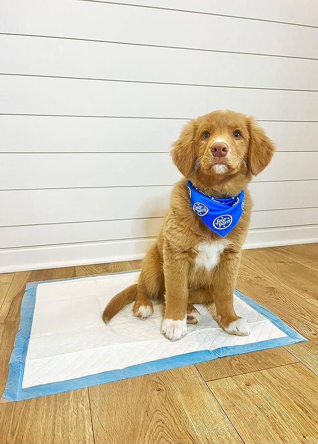 Four Paws Wee-Wee Odor Control with Febreze Freshness Pee Pads for Dogs & Puppies, Leak-Proof Dog Housebreaking Potty Training Floor Protection, Spring Fresh Scent, 22" x 23", 10 Count